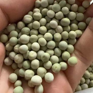 加拿大青豆绿豌豆青豌豆泡水罐头油炸