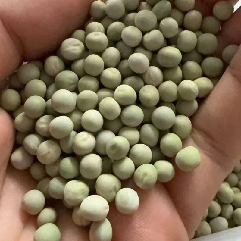 加拿大青豆绿豌豆青豌豆泡水罐头油炸