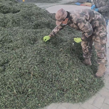 甜叶菊/甘肃张掖出售大量甜叶菊/基地直发/对接全国采购商