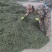 甜叶菊/甘肃张掖出售大量甜叶菊/基地直发/对接全国采购商