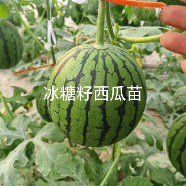 包邮直根嫁接西瓜苗全美2K4K西瓜苗技术指导预订优惠