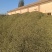 甜叶菊/甘肃张掖出售大量甜叶菊/基地直发/对接全国采购商