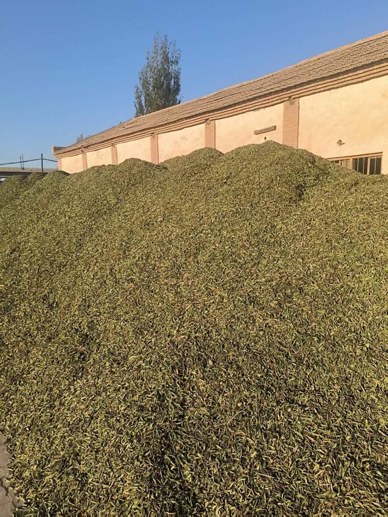 甜叶菊/甘肃张掖出售大量甜叶菊/基地直发/对接全国采购商