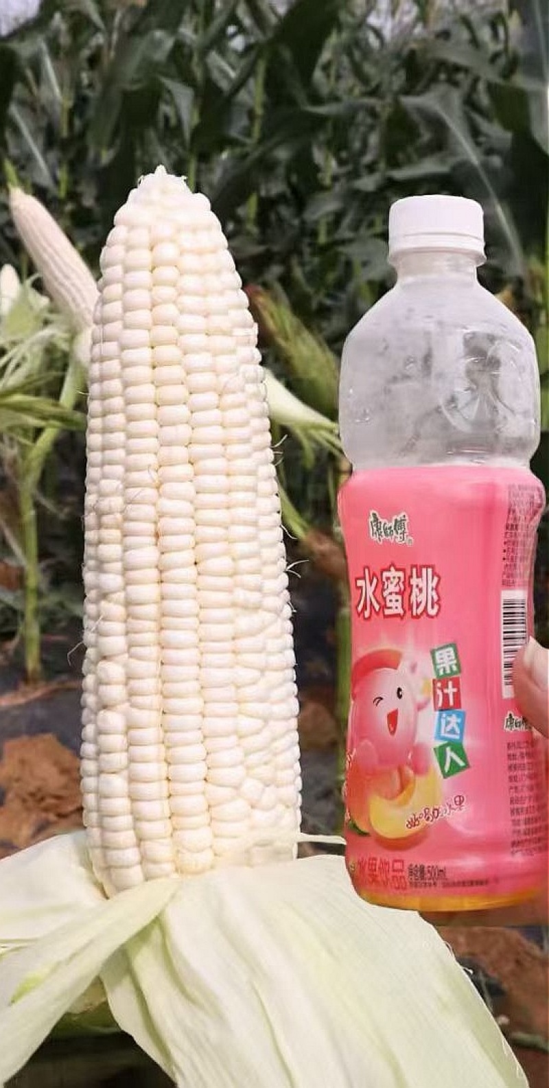 玉米种子申科糯191大棒高产白甜糯玉米每颗籽粒甜又糯