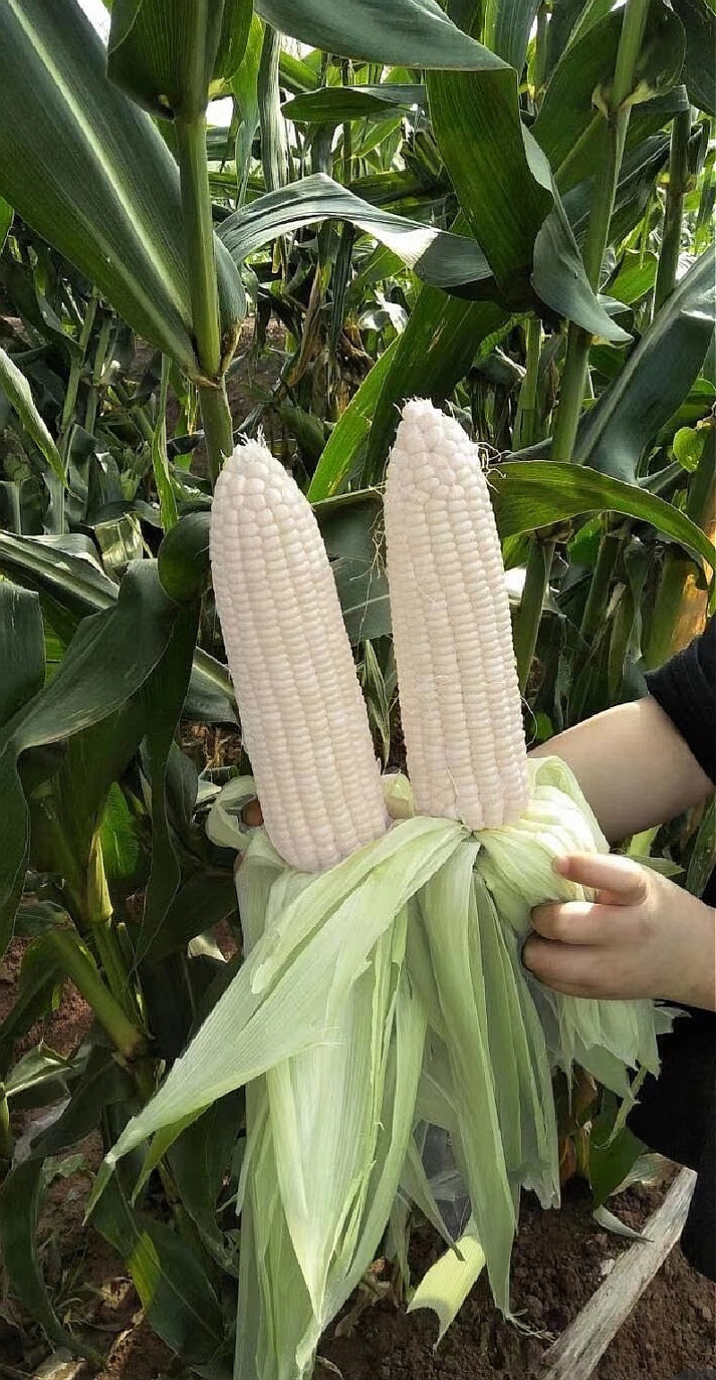玉米种子申科糯191大棒高产白甜糯玉米每颗籽粒甜又糯