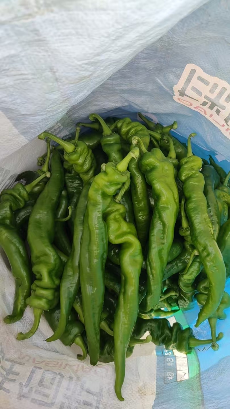广东龙椒，陇椒，螺丝椒，产地直发，大量供应中