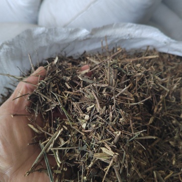 穿心莲，产地直发，支持视频看货，货源充足