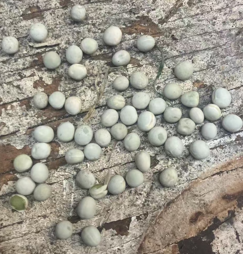加拿大绿豌豆青豆干豌豆青豌豆泡水炒货油炸