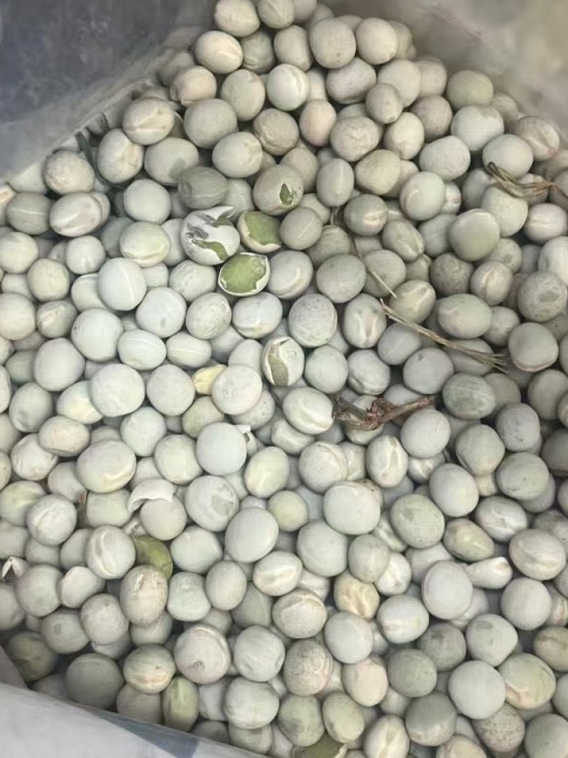 加拿大绿豌豆青豆干豌豆青豌豆泡水炒货油炸