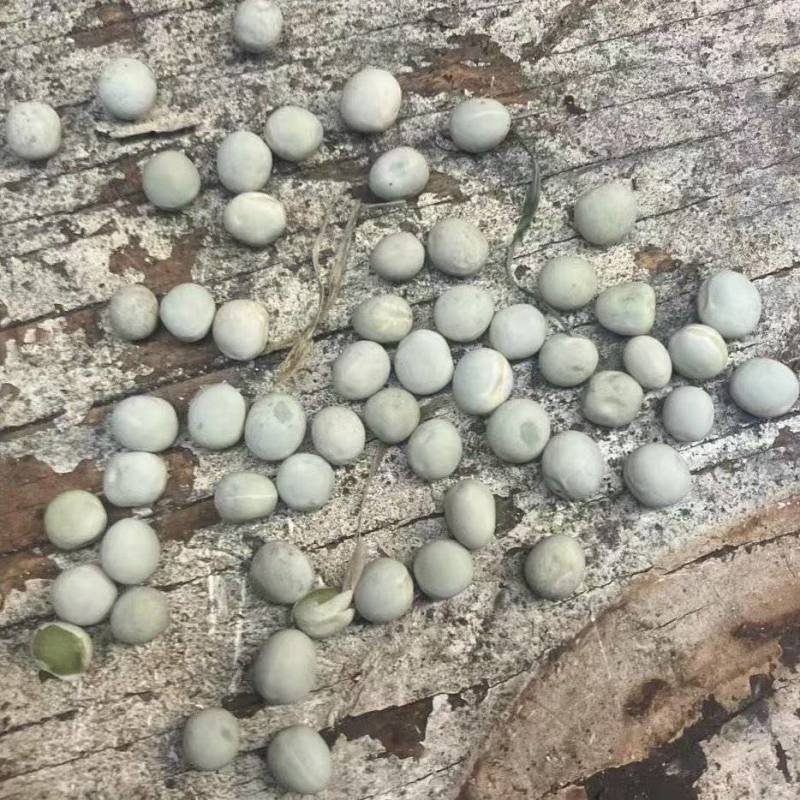 加拿大绿豌豆青豆干豌豆青豌豆泡水炒货油炸