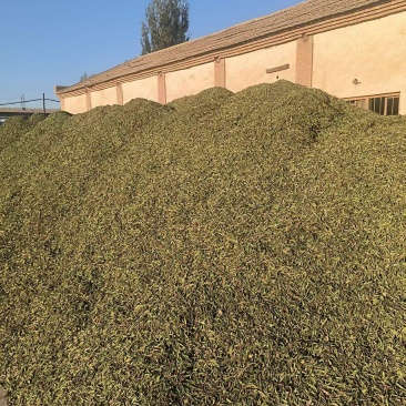 甜叶菊/甘肃张掖甜叶菊基地大量有货/对接全国采购商