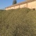 甜叶菊/甘肃张掖甜叶菊基地大量有货/对接全国采购商