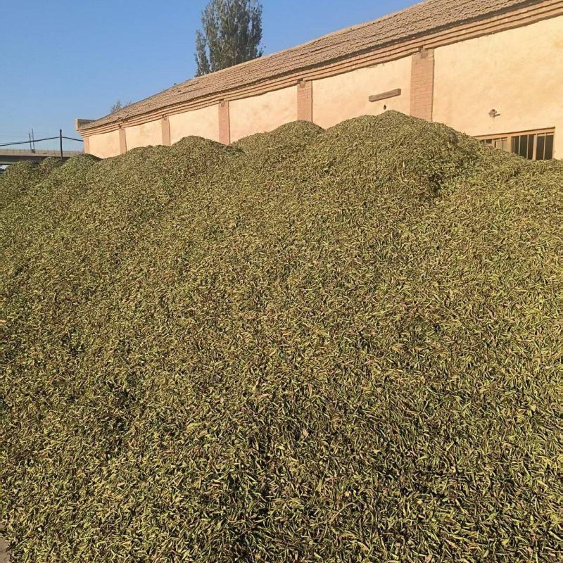 甜叶菊/甘肃张掖甜叶菊基地大量有货/对接全国采购商
