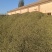 甜叶菊/甘肃张掖甜叶菊基地大量有货/对接全国采购商