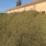 甜叶菊/甘肃张掖甜叶菊基地大量有货/对接全国采购商