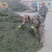 甜叶菊/甘肃张掖甜叶菊基地大量有货/对接全国采购商