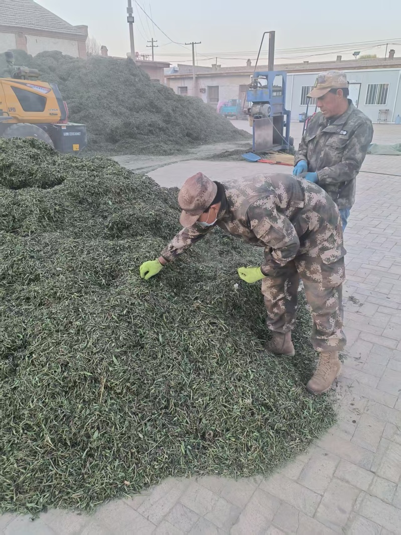 甜叶菊/甘肃张掖甜叶菊基地大量有货/对接全国采购商