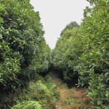 大批量供应丹桂，月月桂