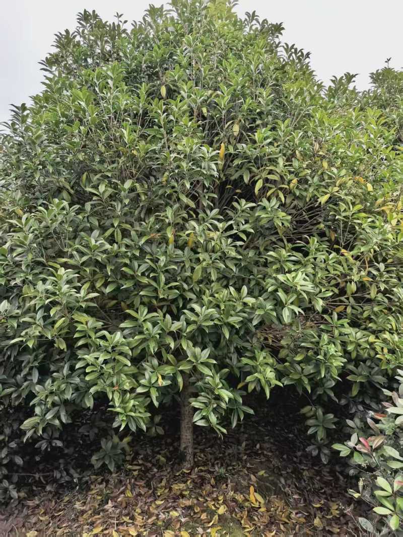 大批量供应丹桂，月月桂