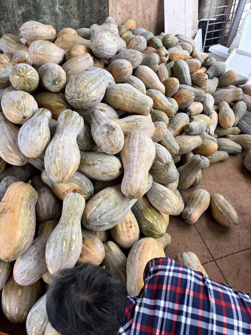 广东蜜本南瓜/大量供应/一手货源/产地直发/全国发货