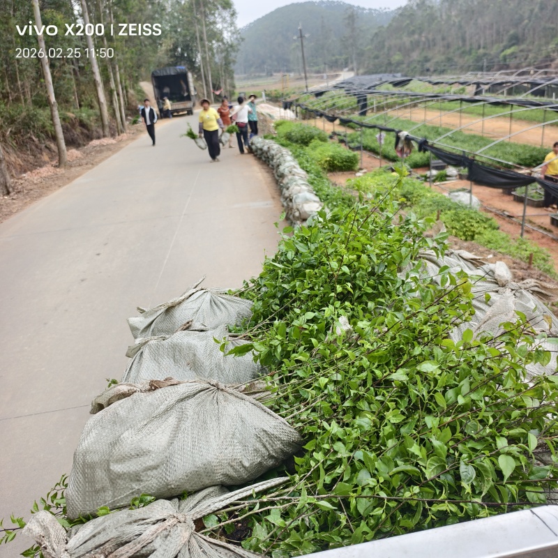 广西钦州灵山县直供岗梅种苗杯苗品种齐全大量地苗现货可咨询
