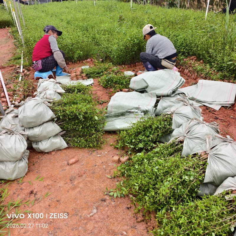 广西钦州灵山县直供岗梅种苗杯苗品种齐全大量地苗现货可咨询