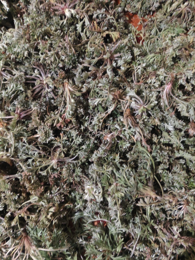 茵陈大量有货