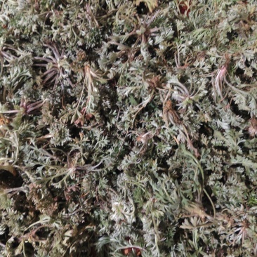 茵陈大量有货