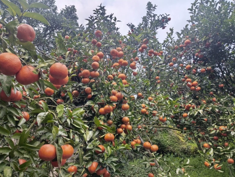三月橘产地直销