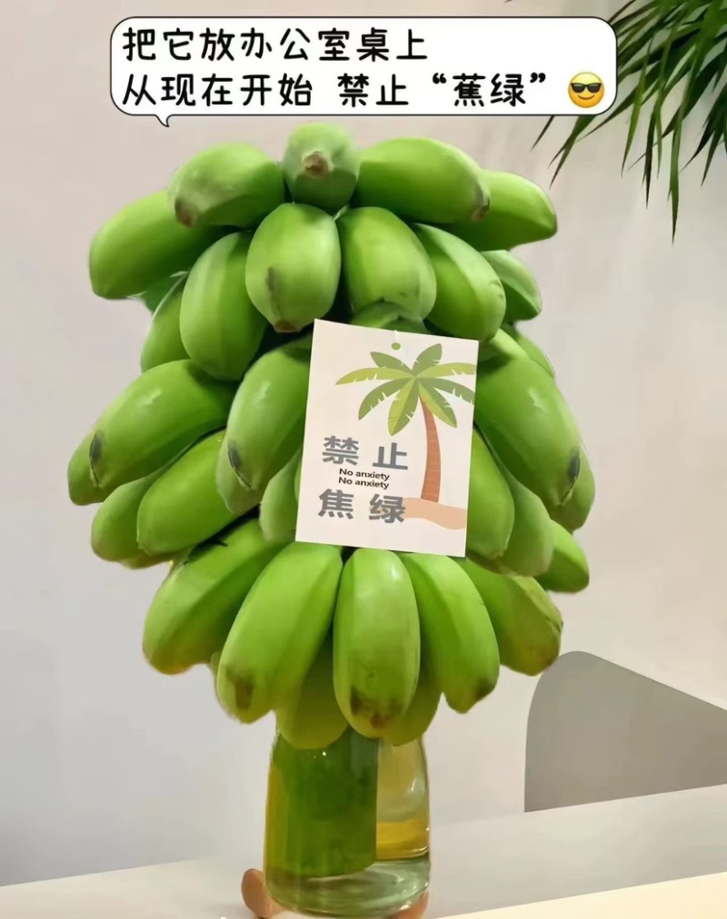 广西小米蕉禁止焦绿一件代发。