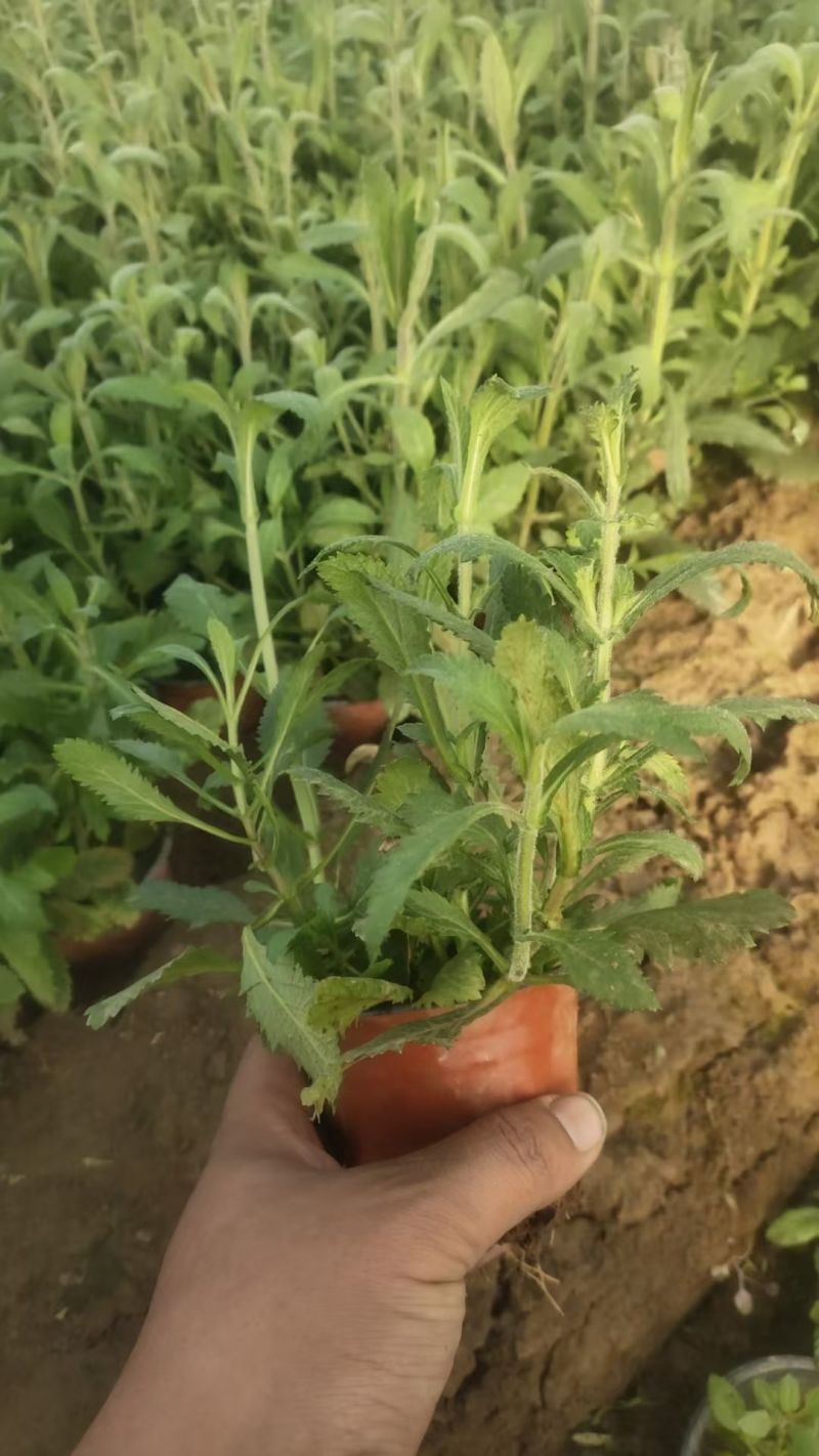 马鞭草