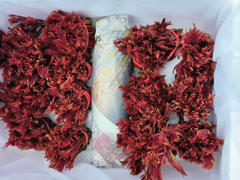 精品香椿芽一手货源全国发货量大价优欢迎随时