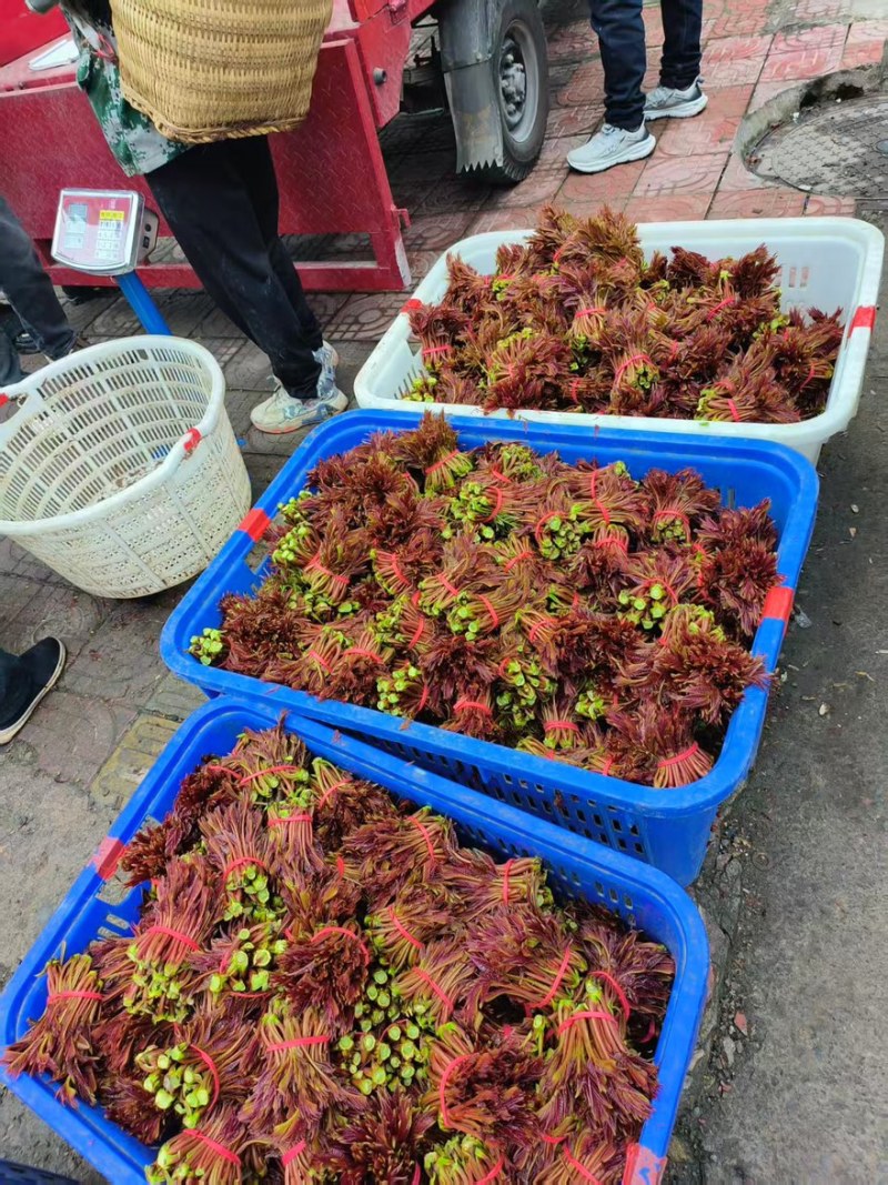 精品香椿芽一手货源全国发货量大价优欢迎随时