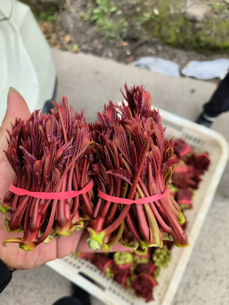 精品香椿芽一手货源全国发货量大价优欢迎随时