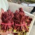 精品香椿芽一手货源全国发货量大价优欢迎随时