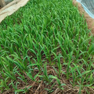 萱草