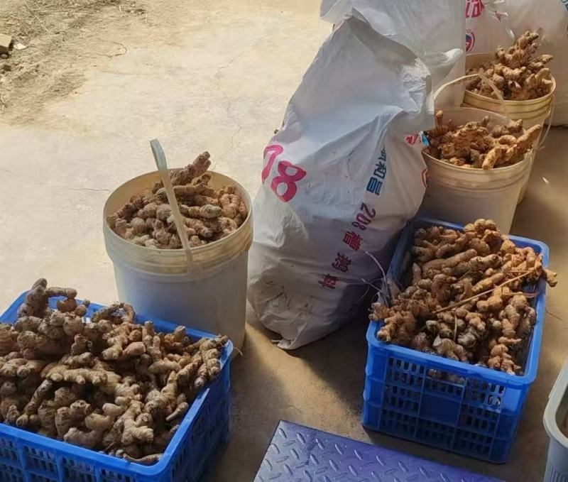 【品质】云南小黄姜辣味浓厚，现挖现发大量供应精品出售