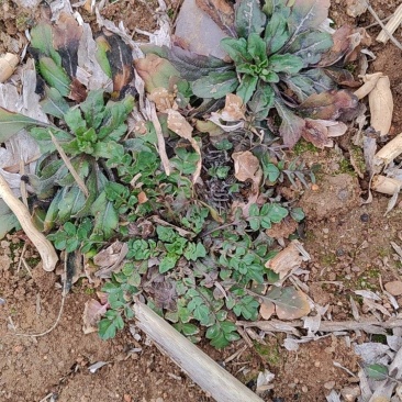 野生荠菜