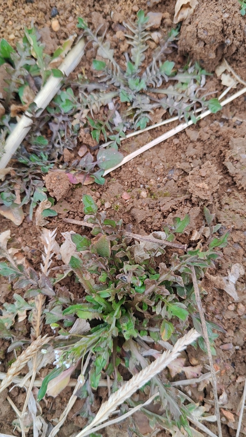 野生荠菜
