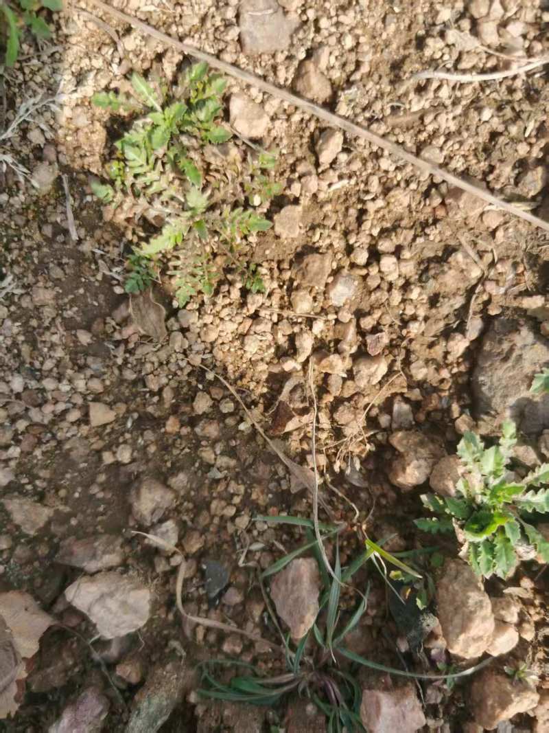 野生荠菜