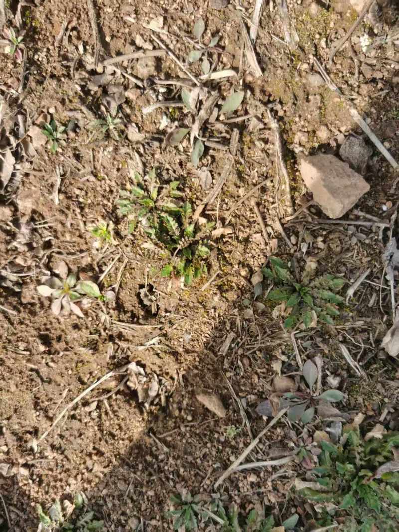 野生荠菜