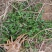 野生荠菜