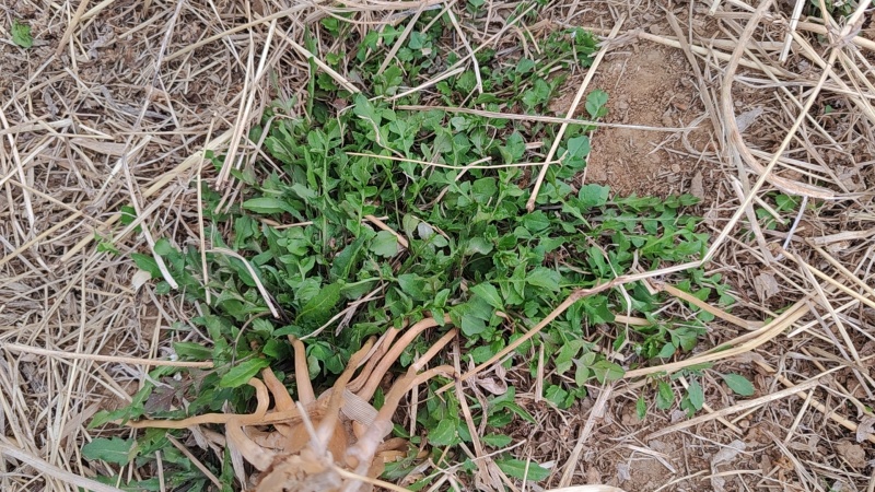 野生荠菜