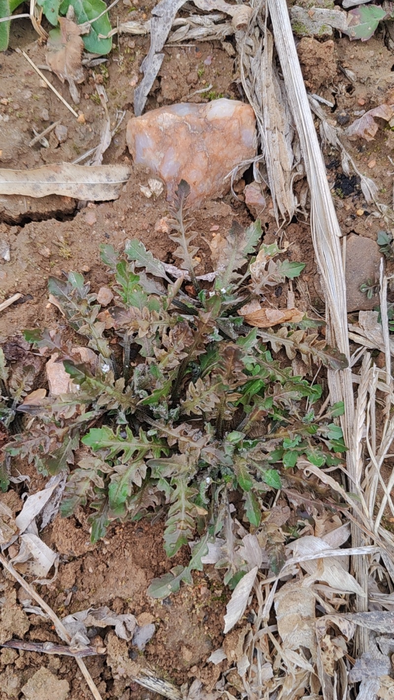 野生荠菜