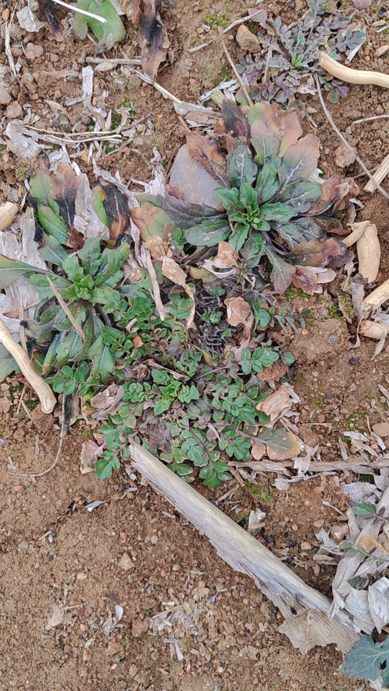 野生荠菜