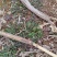 野生荠菜