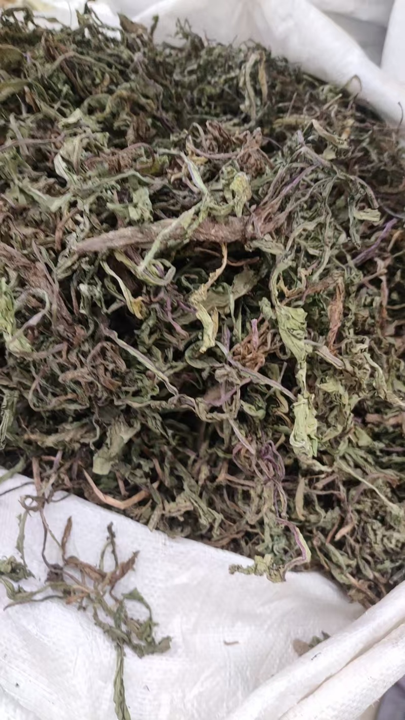 蒲公英。全科带根带叶
