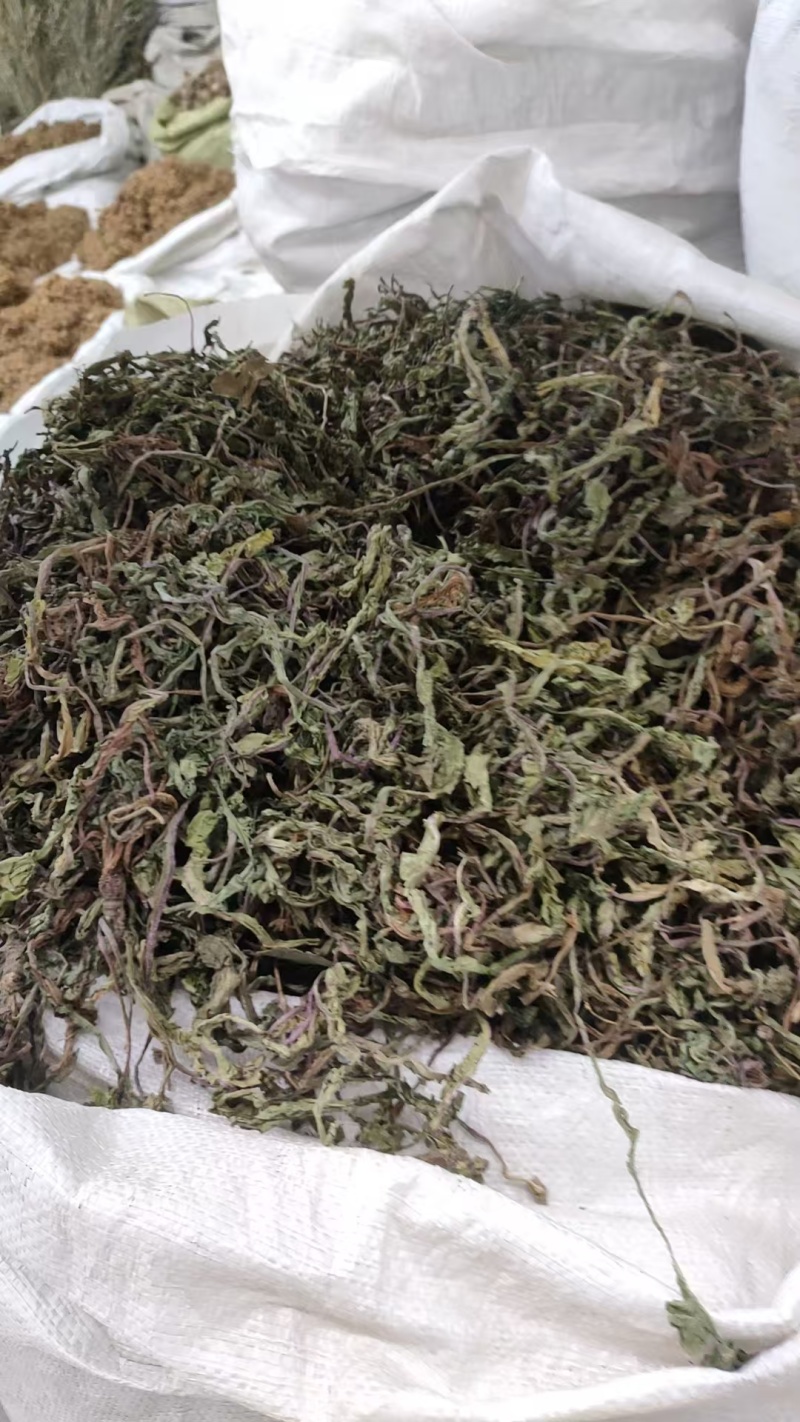 蒲公英。全科带根带叶
