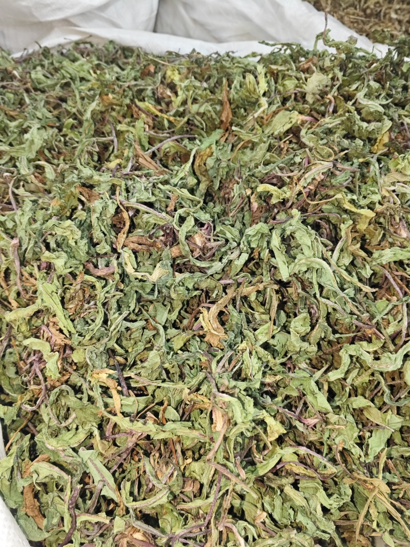 蒲公英。全科带根带叶