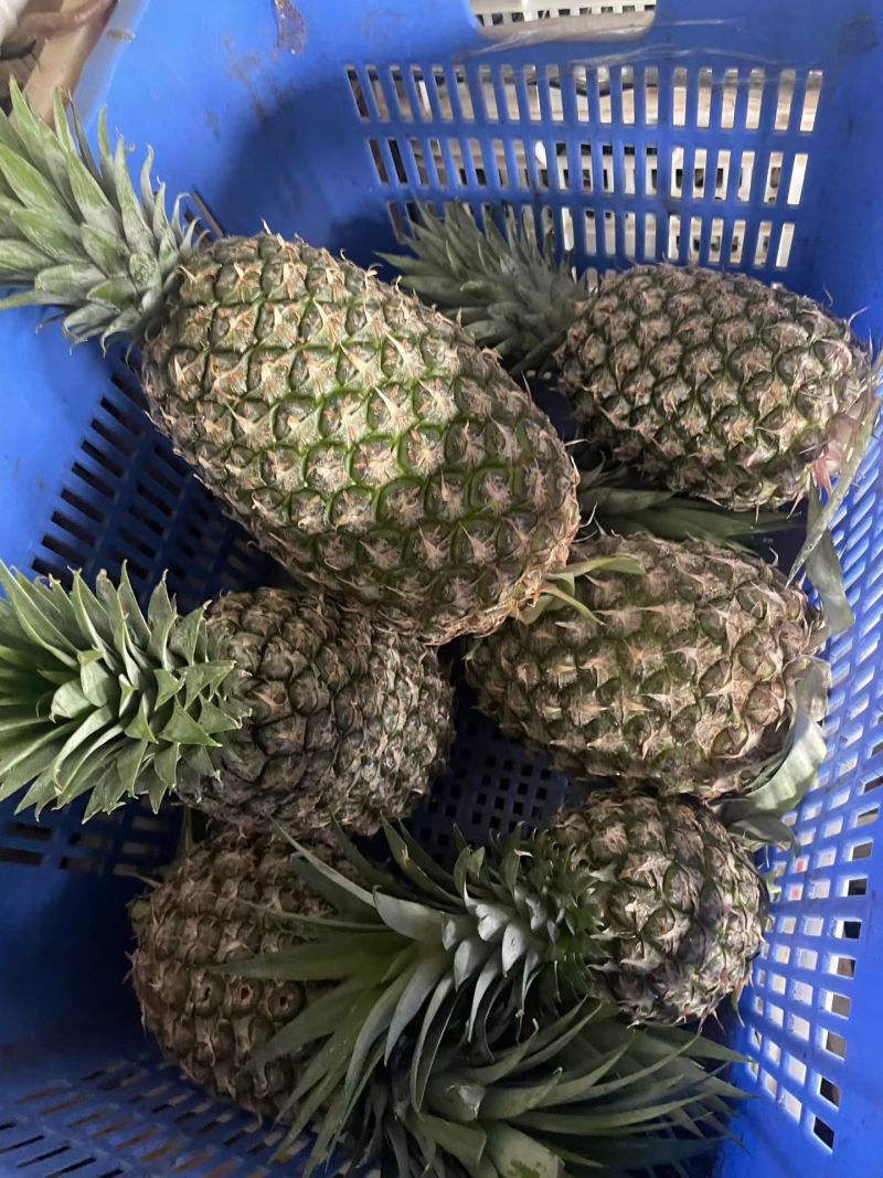 海南金砖凤梨，糖分高，好吃